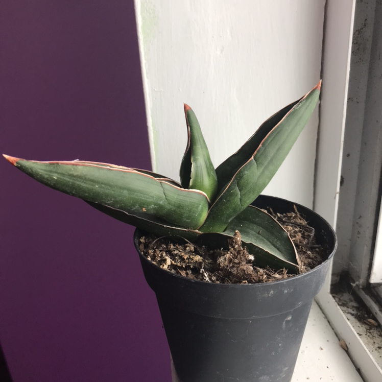 Samurai Dwarf Snake Plant in a black pot on a windowsill, healthy with green leaves and red edges.
