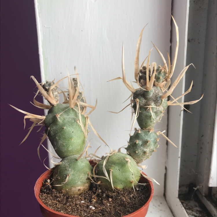 Paper Spine Cactus plant photo by @EmmyAnenome named Einstien on Greg, the plant care app.