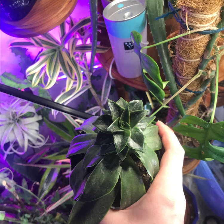 Hand holding a healthy Echeveria 'Black Prince' succulent with other plants in the background.