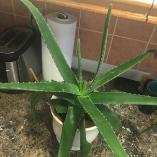 Aloe Vera plant in Somewhere on Earth