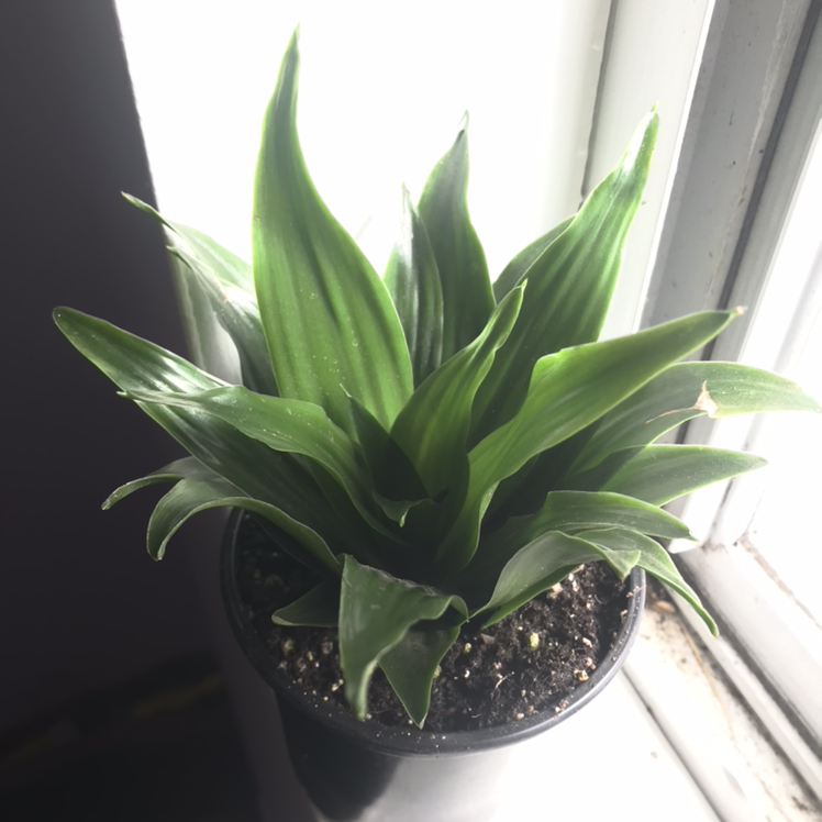 Dracaena 'Janet Craig Compacta' plant near a window with healthy green leaves.