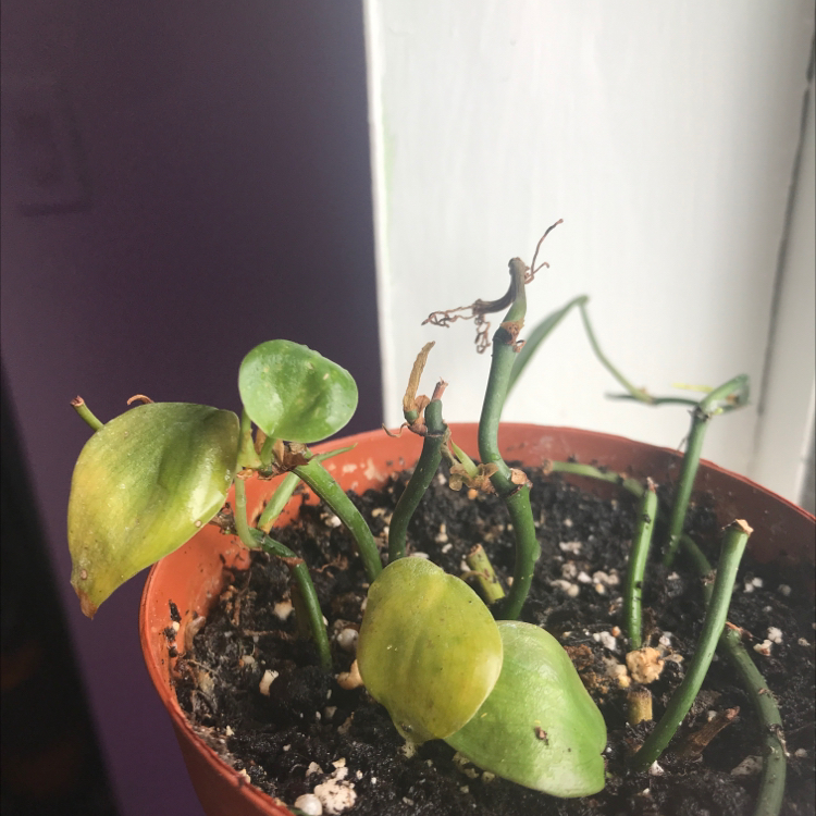 Philodendron Scandens plant photo by @EmmyAnenome named Philodenny on Greg, the plant care app.