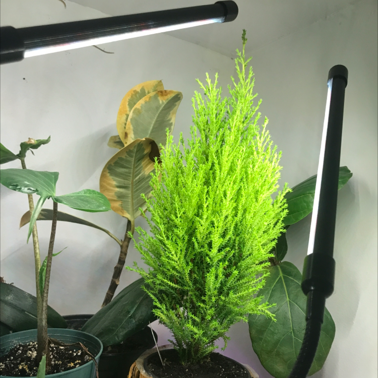 Cupressus macrocarpa plant with vibrant green foliage, surrounded by other plants with some yellowing and browning leaves.