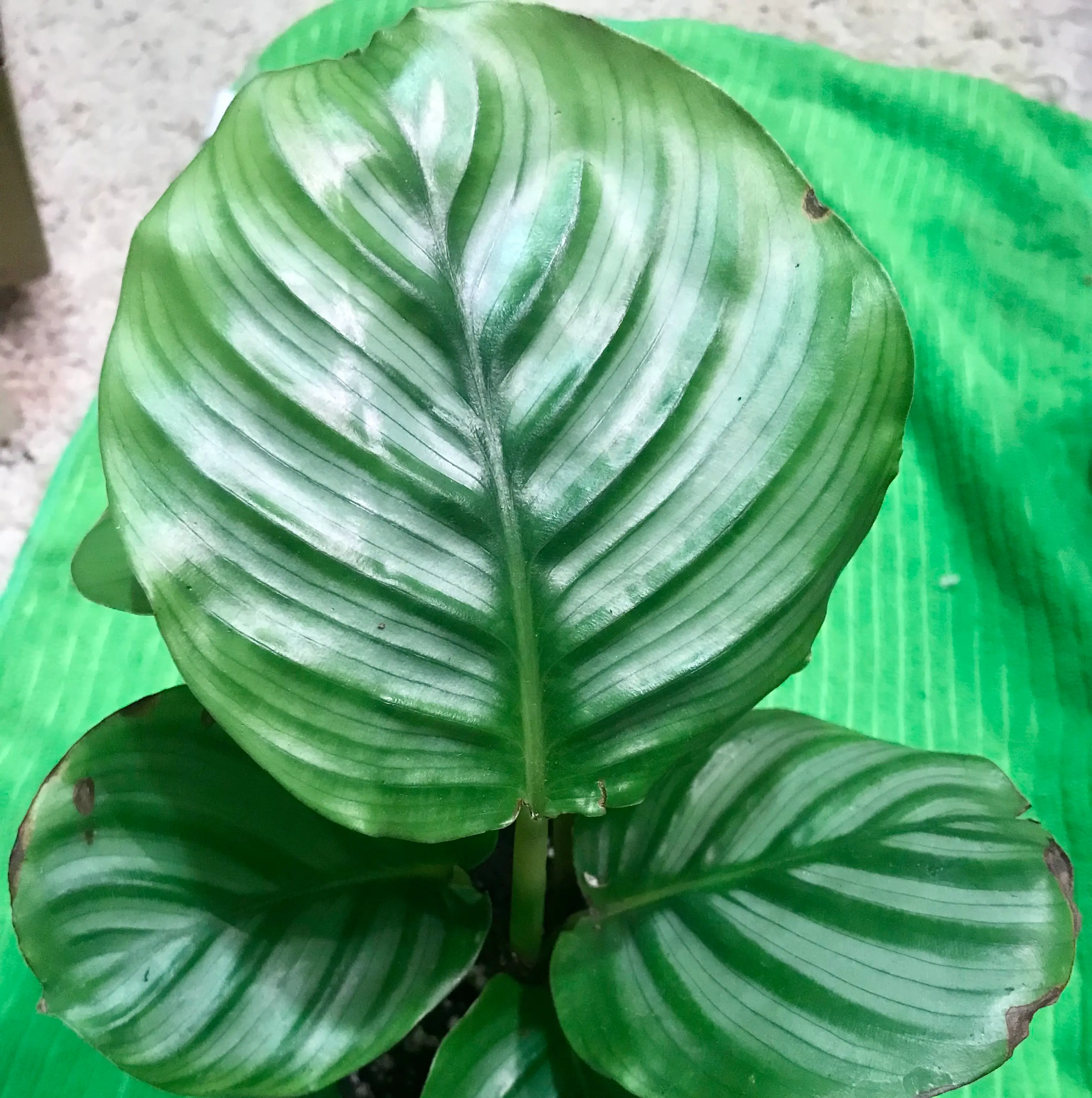 Calathea Orbifolia plant with large, striped leaves in good health.