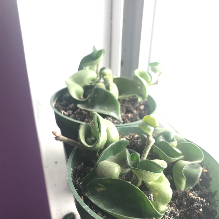 Hoya carnosa 'Compacta' plant photo by @EmmyAnenome named Bip n’ Bap on Greg, the plant care app.