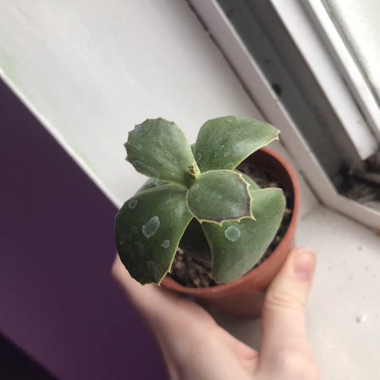 Walking Kalanchoe plant with thick green leaves, slight yellowing edges, held by a hand near a window.