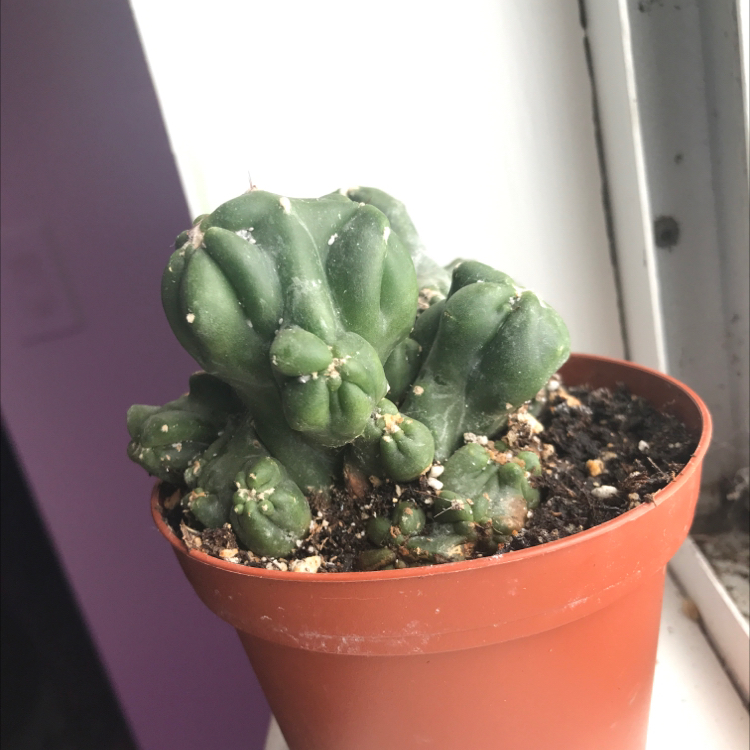 Peruvian Apple Cactus Monstrose plant photo by @EmmyAnenome named Braino on Greg, the plant care app.