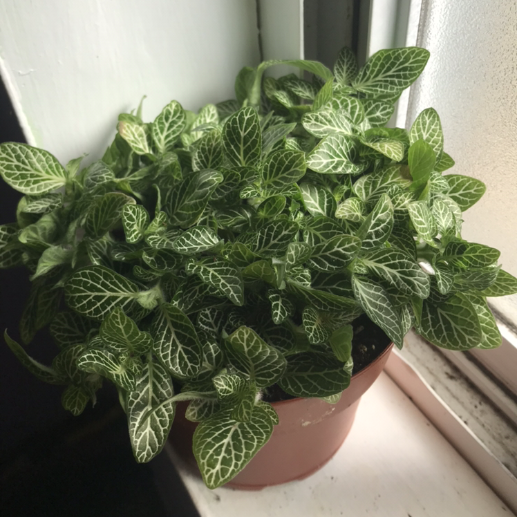 Nerve Plant plant photo by @EmmyAnenome named Madonna on Greg, the plant care app.