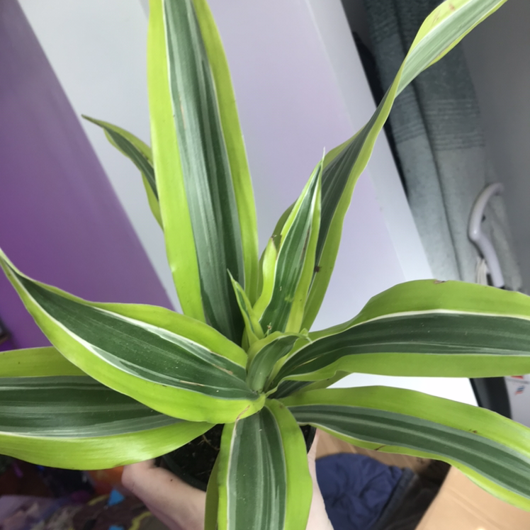 Lemon Surprise Snake Plant with vibrant green and yellow variegated leaves.