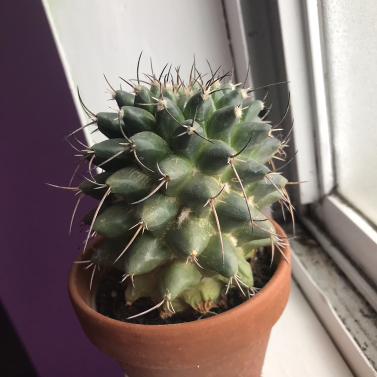 A healthy Mexican Pincushion cactus in a pot near a window.