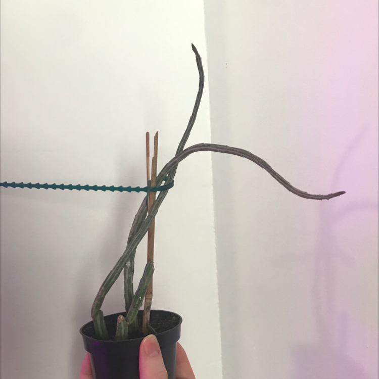 Pickle plant plant photo by @EmmyAnenome named Pickles on Greg, the plant care app.