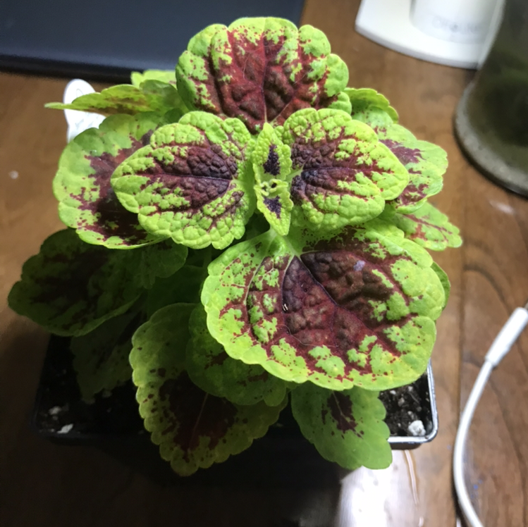 Photo of the plant species Coleus by @EmmyAnenome named Ronaldo on Greg, the plant care app