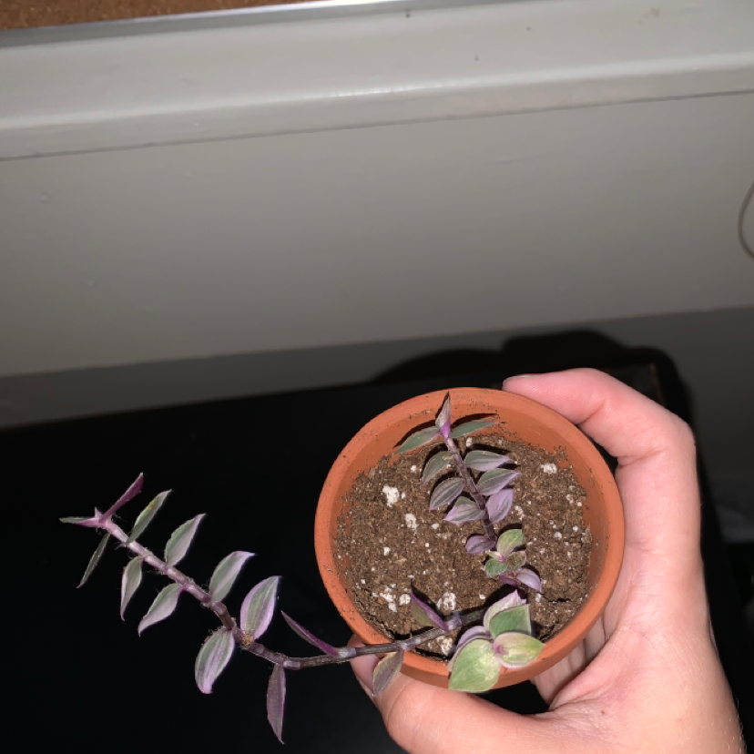 Callisia Pink Panther plant in a small pot held by a hand, with visible soil.