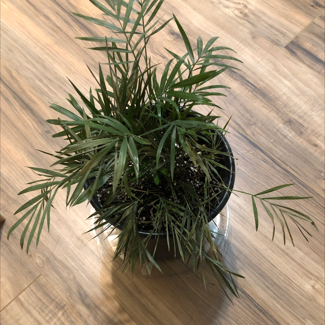 Healthy potted parlour palm with long green fronds, centered on a wooden floor.