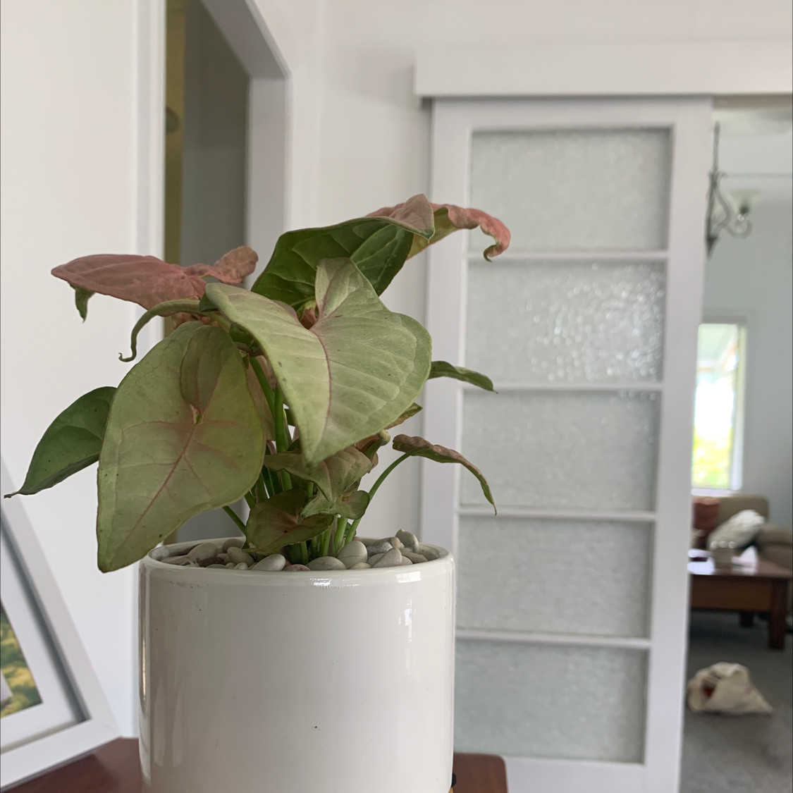 Arrowhead Plant plant photo by Milan named Blush on Greg, the plant care app.