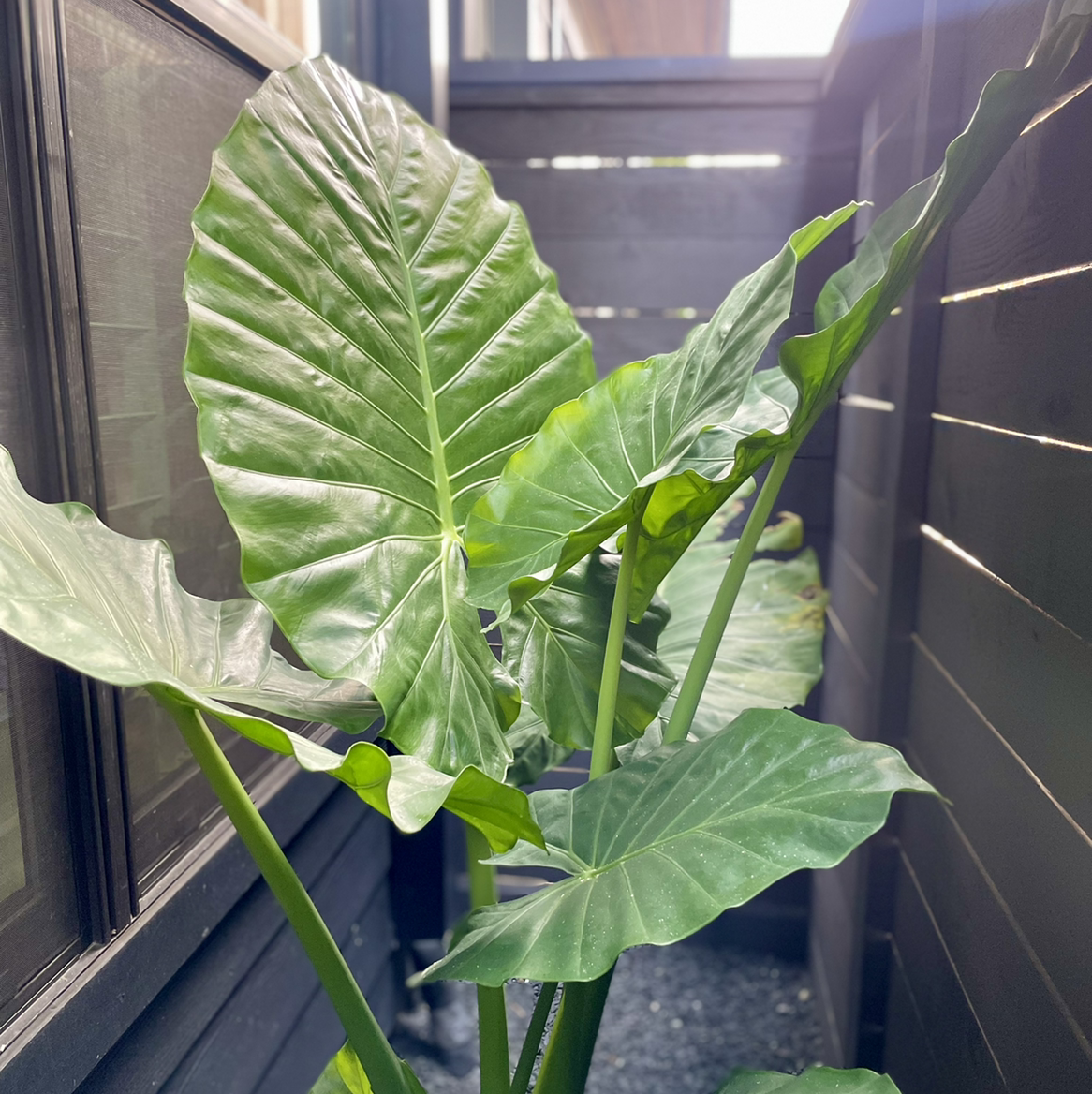 Photo of the plant species Calidora Elephant's Ear by @chefjosantonio named Colocasia Calidora ‘Elephant Ear’ on Greg, the plant care app