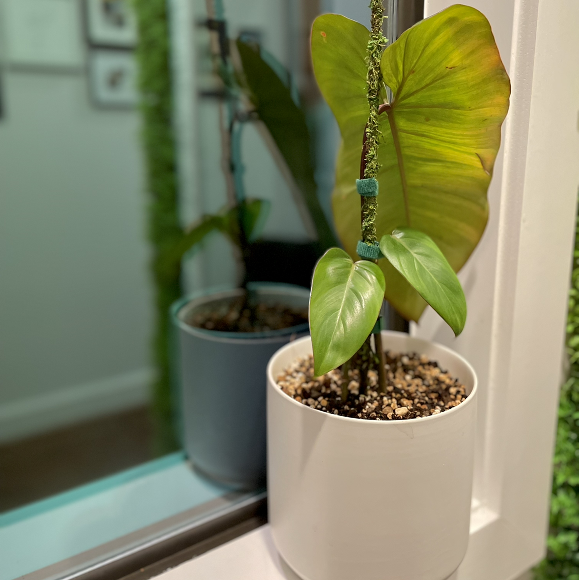 Red Emerald Philodendron in a white pot with some yellowing and browning leaves.