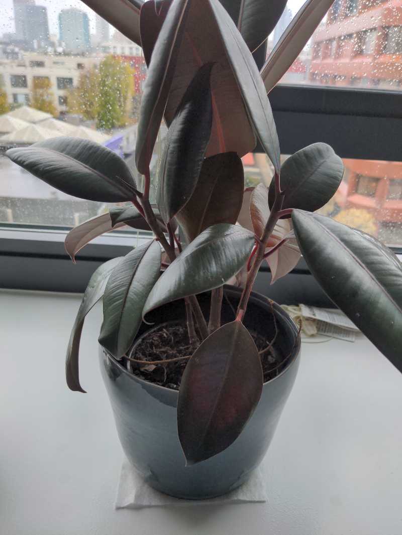 Burgundy Rubber Tree in a pot on a windowsill with dark, glossy leaves.