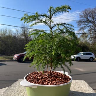 Norfolk Island Pine plant in Austin, Texas