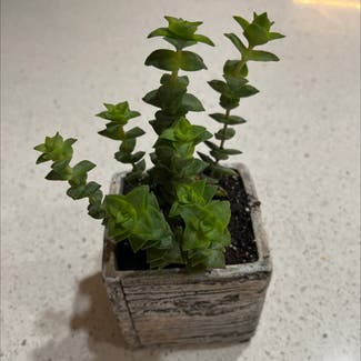 String of Buttons plant in Austin, Texas