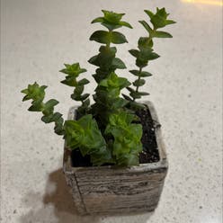 String Of Buttons plant