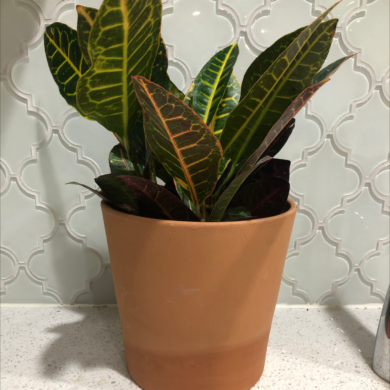 Gold Dust Croton plant photo by @caleb named Kyle on Greg, the plant care app.