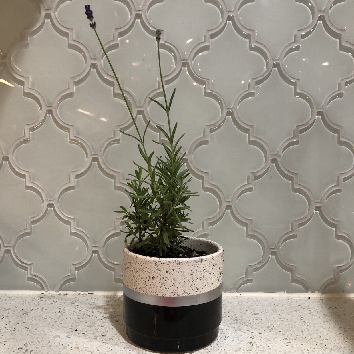 English Lavender plant photo by @caleb named Laverne on Greg, the plant care app.