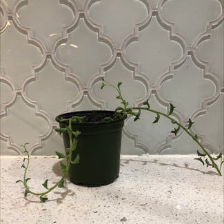 String of Dolphins plant in Austin, Texas