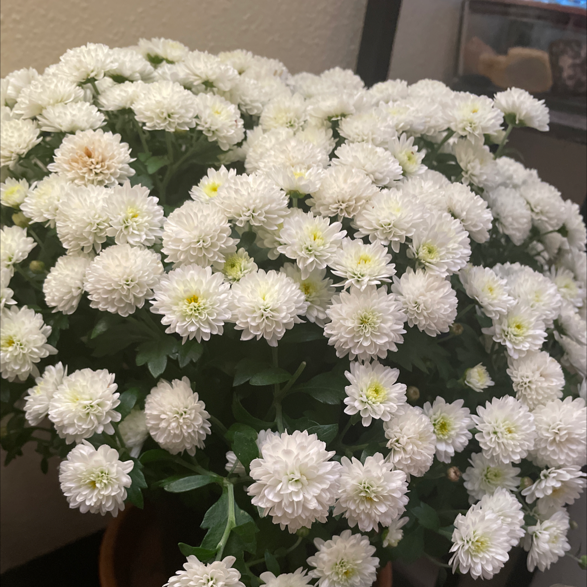 Healthy Giant Crego Aster with numerous white flowers.