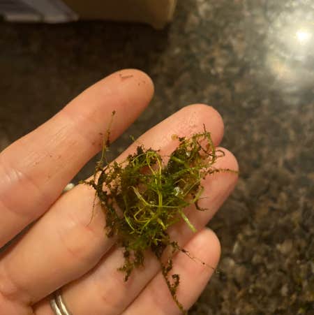 Photo of the plant species Brittle Water Nymph by Sarah named Liverwort on Greg, the plant care app