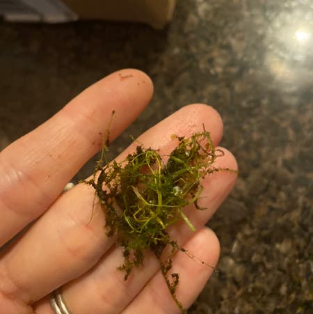 Photo of the plant species Brittle Water Nymph by Sarah named Liverwort on Greg, the plant care app