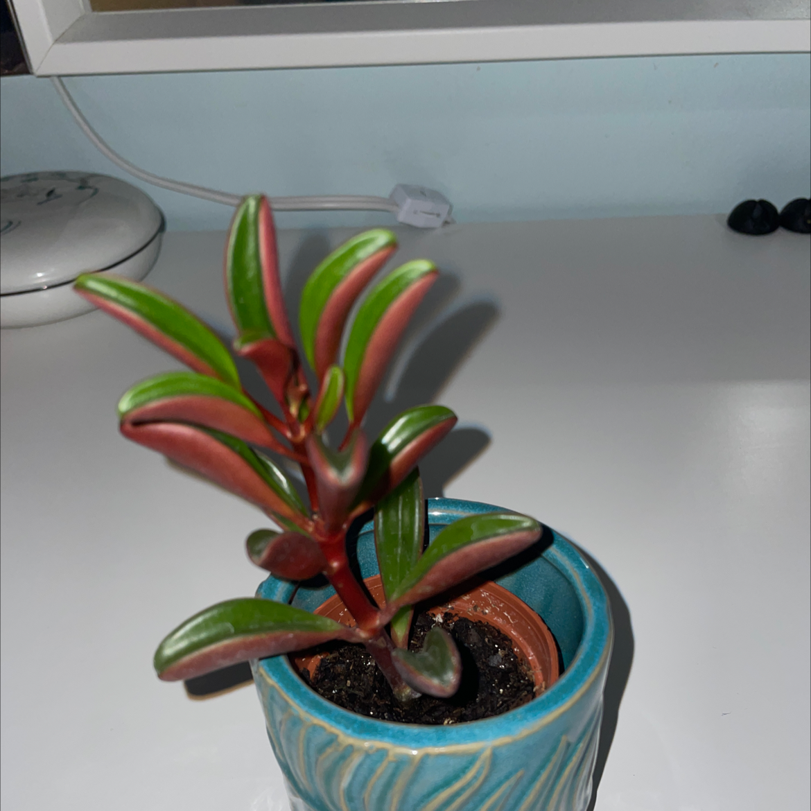 Photo of the plant species Peperomia graveolens 'Ruby Glow' by Gracie named squishy on Greg, the plant care app