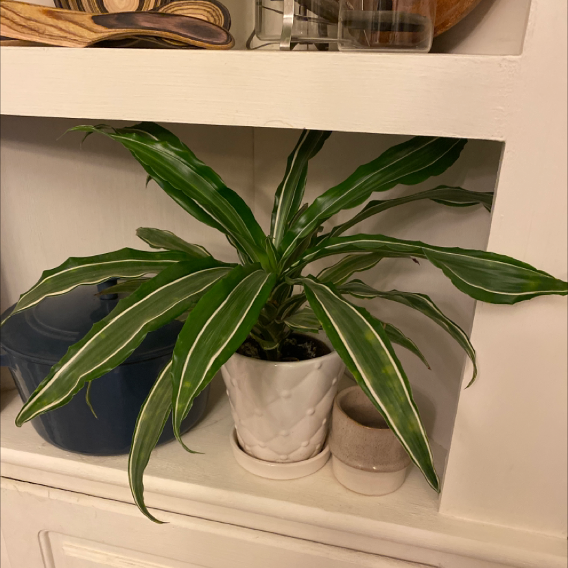 Photo of the plant species Dracaena "Warneckii' by @brittshorty named David on Greg, the plant care app