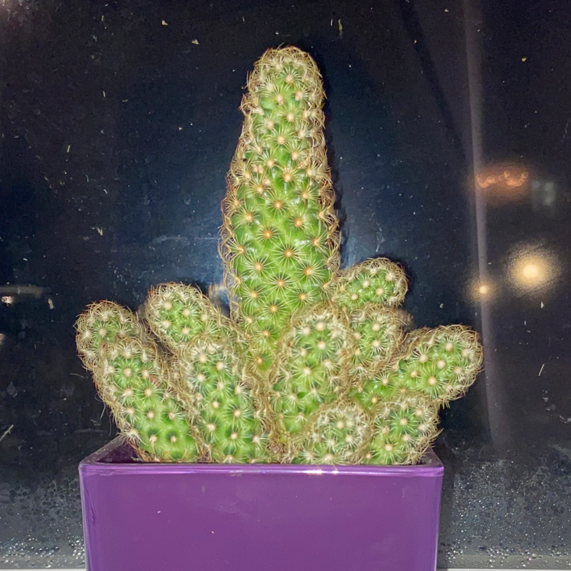 Lady Finger Cactus 'Copper King' in a purple pot, healthy and well-framed.