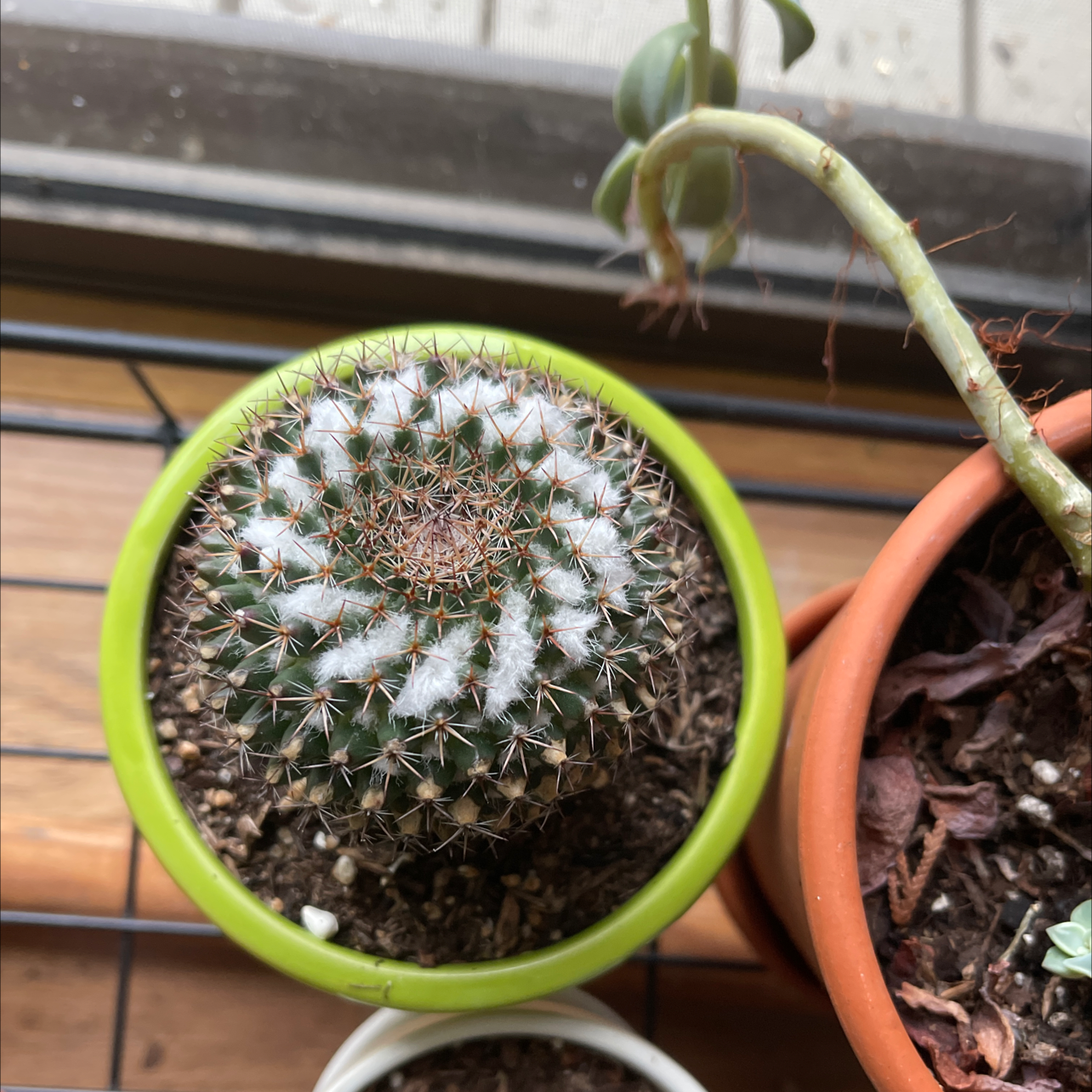 Top view of a Mammillaria Formosa cactus in a green pot with visible soil.