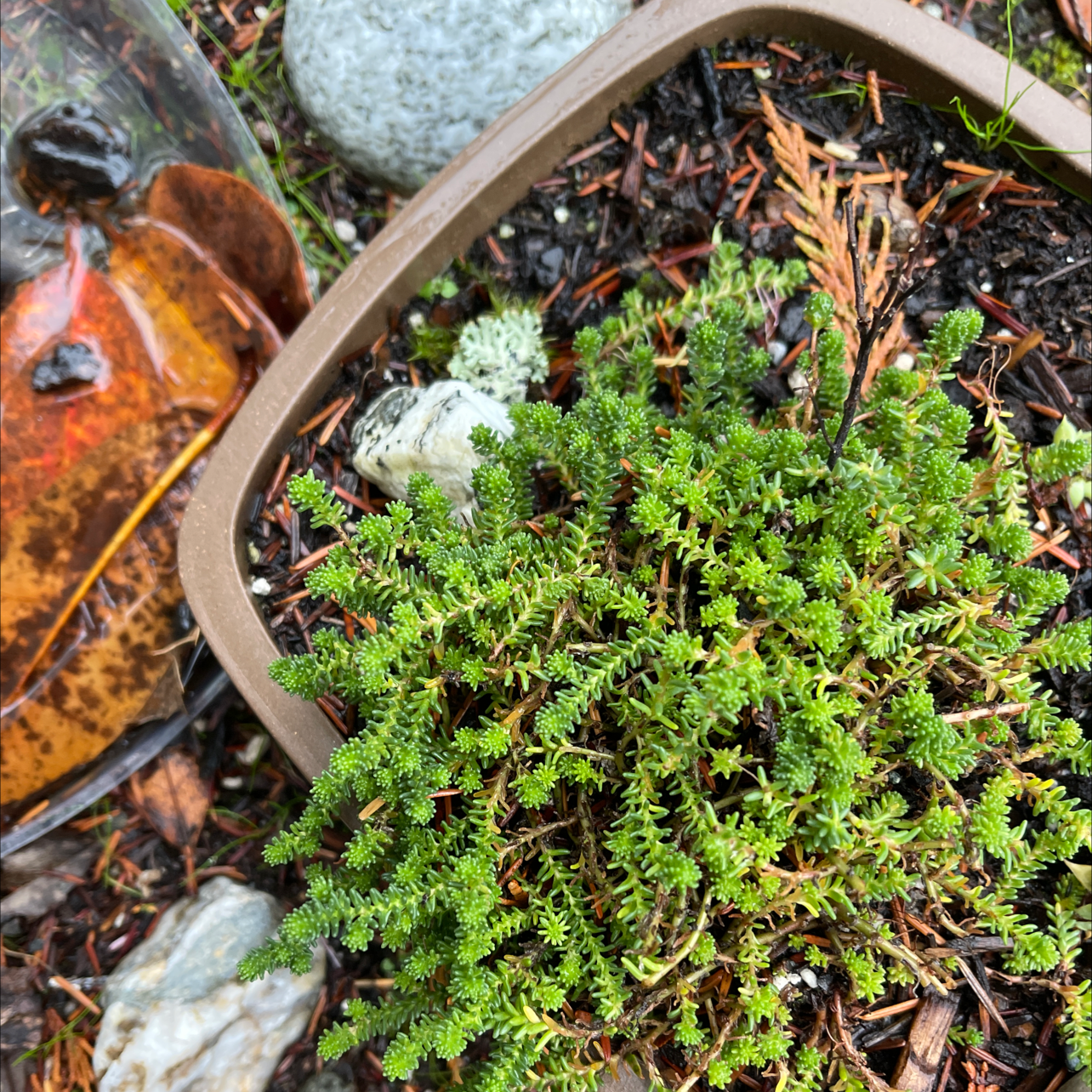 Tasteless Stonecrop plant in a square pot with visible soil and green, needle-like leaves.