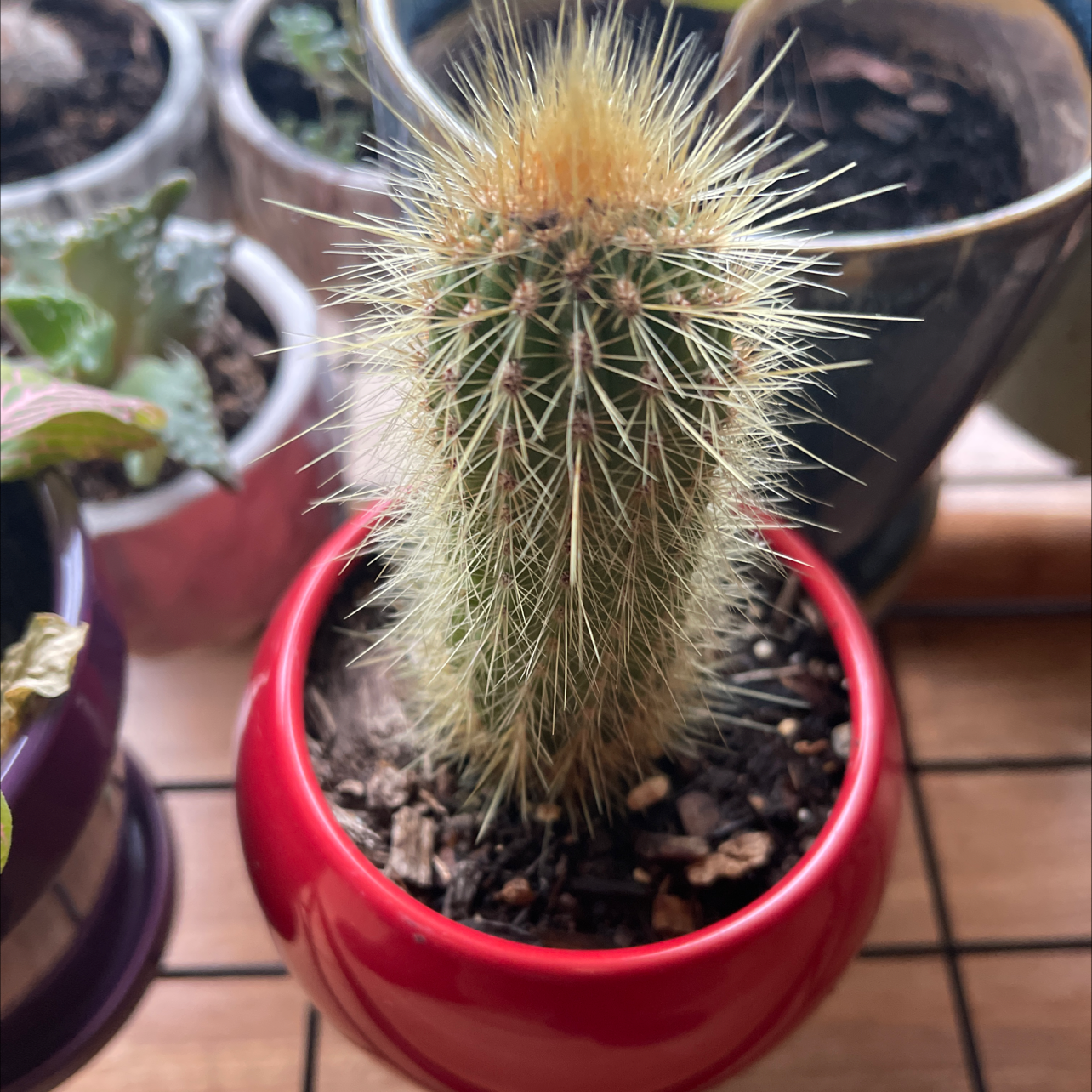Photo of the plant species Royen's Tree Cactus by Dean named Your plant on Greg, the plant care app