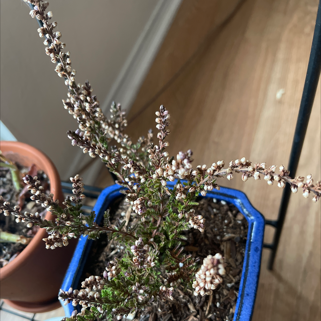 Potted Heather plant with some browning and visible soil.
