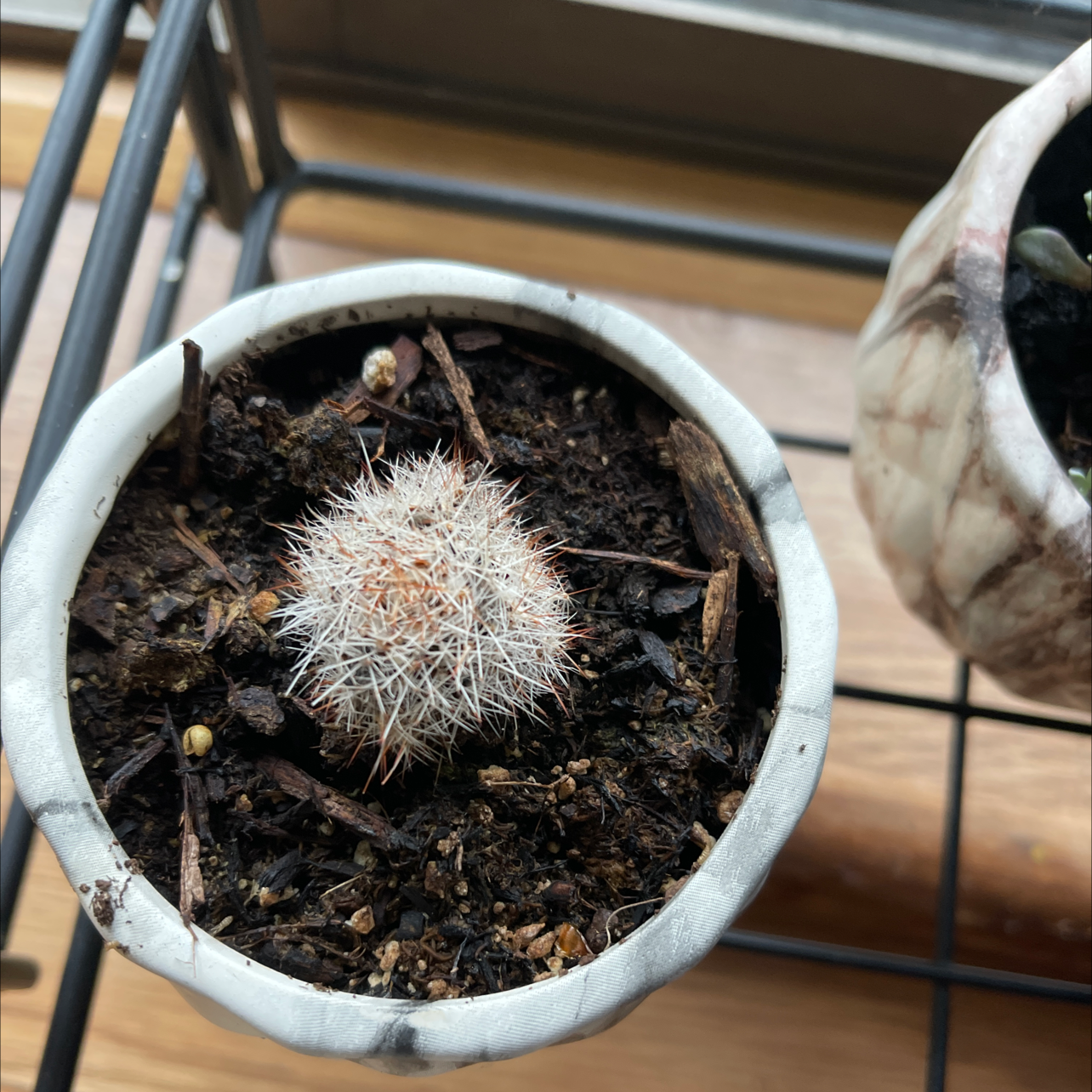 Pincushion Cactus in a pot with visible soil, appears healthy.