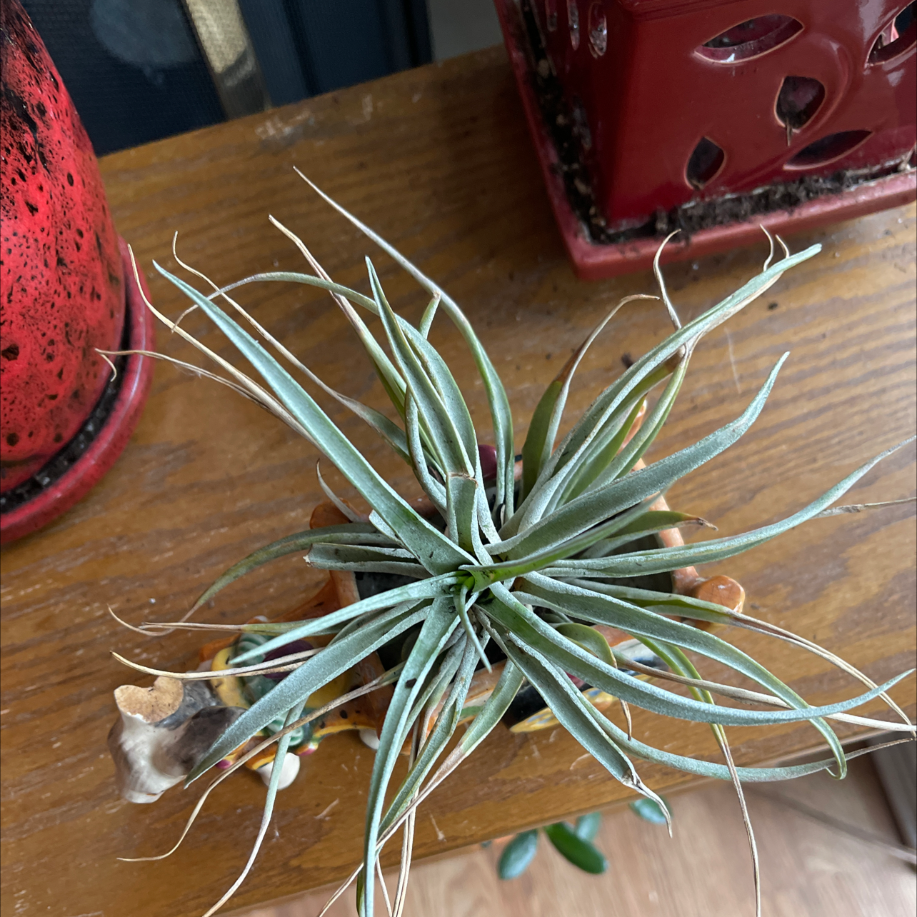 Narrow Leaf Century Plant on a wooden surface, appears healthy with long, narrow leaves.