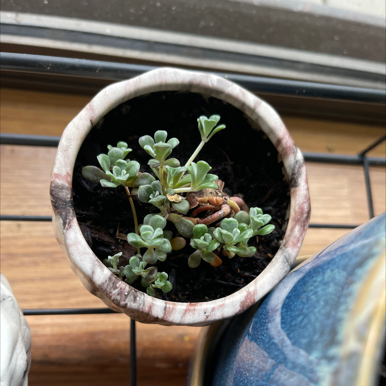 Purdy's Stonecrop succulent in a small pot on a windowsill, appearing healthy.