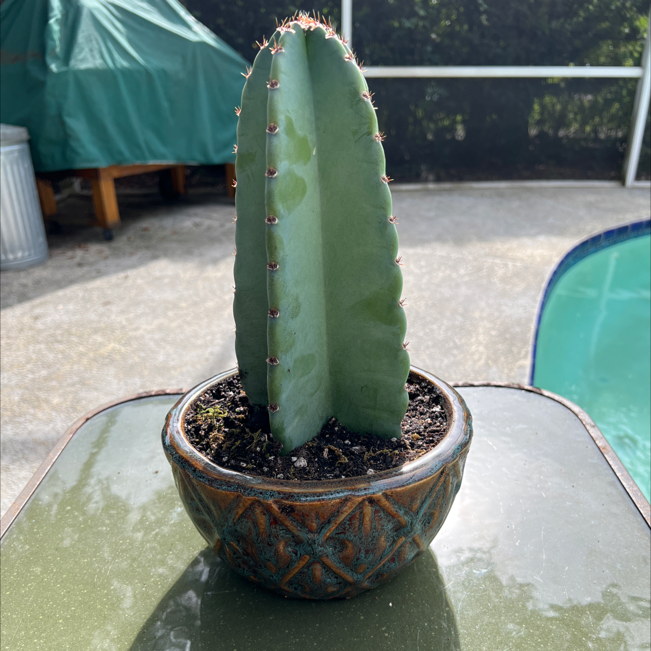 Mexican Fence Post Cactus in a decorative pot, well-framed and in focus.