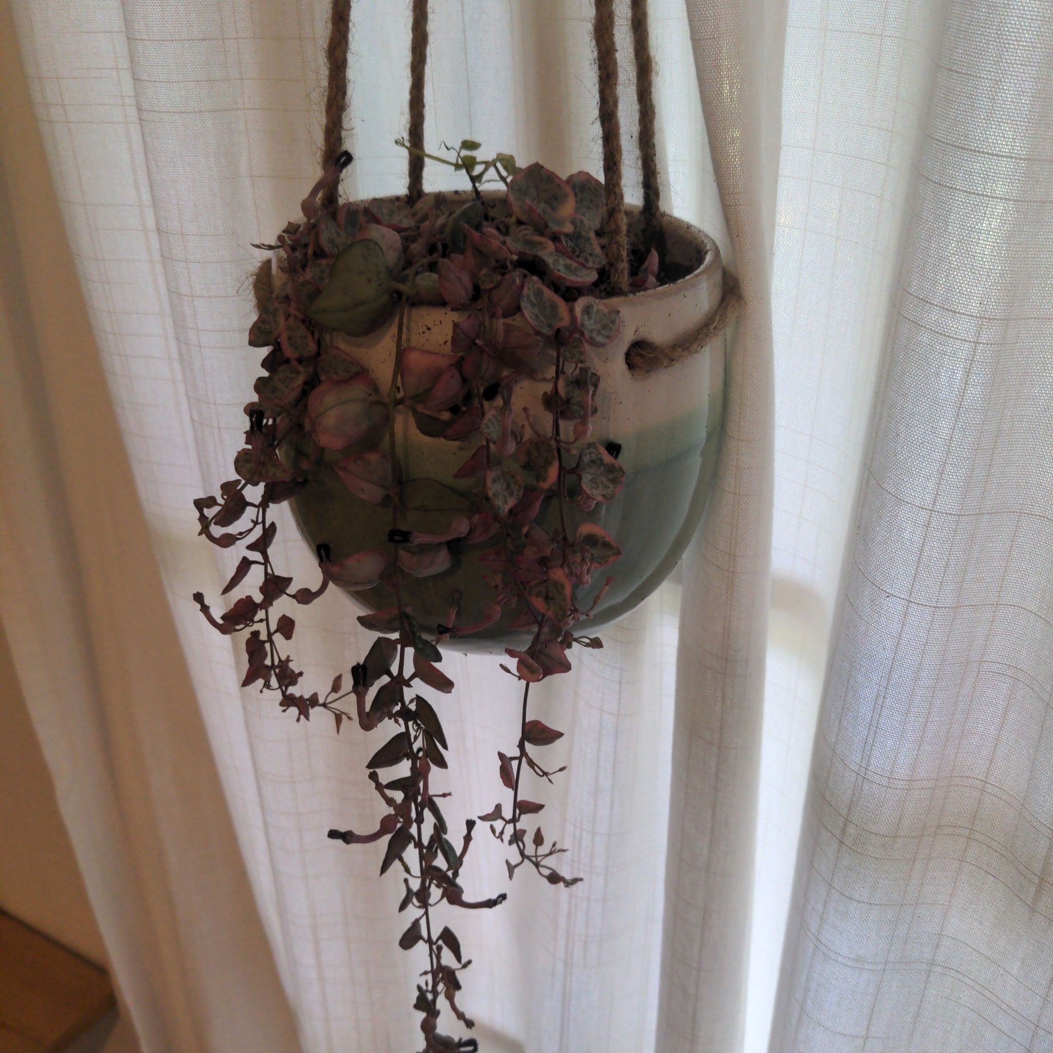 Variegated string of hearts plant in a hanging pot with some browning and black spots on leaves.