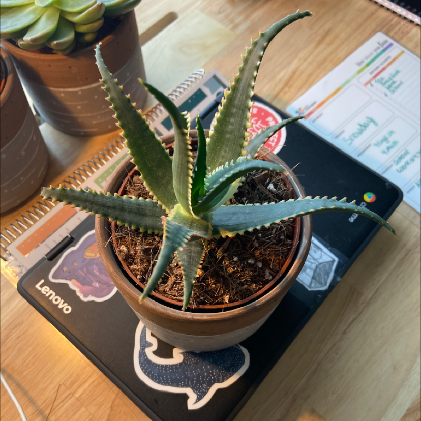 Potted Candelabra Aloe plant on a desk with visible soil and healthy green leaves.