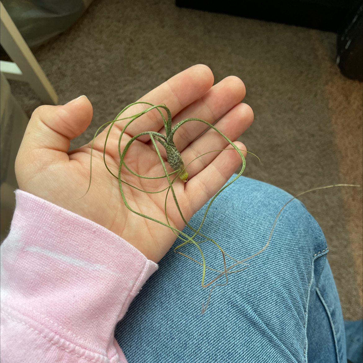 Photo of the plant species Sago Pondweed by Kyleigh named Your plant on Greg, the plant care app