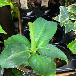 Fat Boy Philodendron plant in Pace, Florida