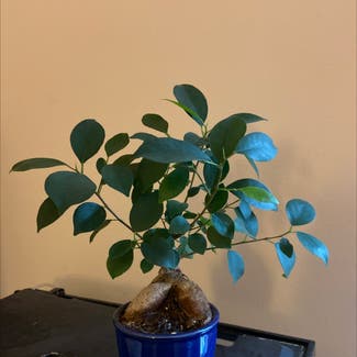 Ficus Ginseng plant in Pace, Florida
