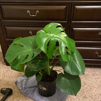 Monstera plant in Pace, Florida