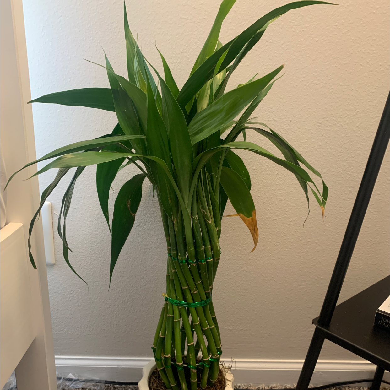 Lucky Bamboo plant photo by @Akanksha named Your plant on Greg, the plant care app.