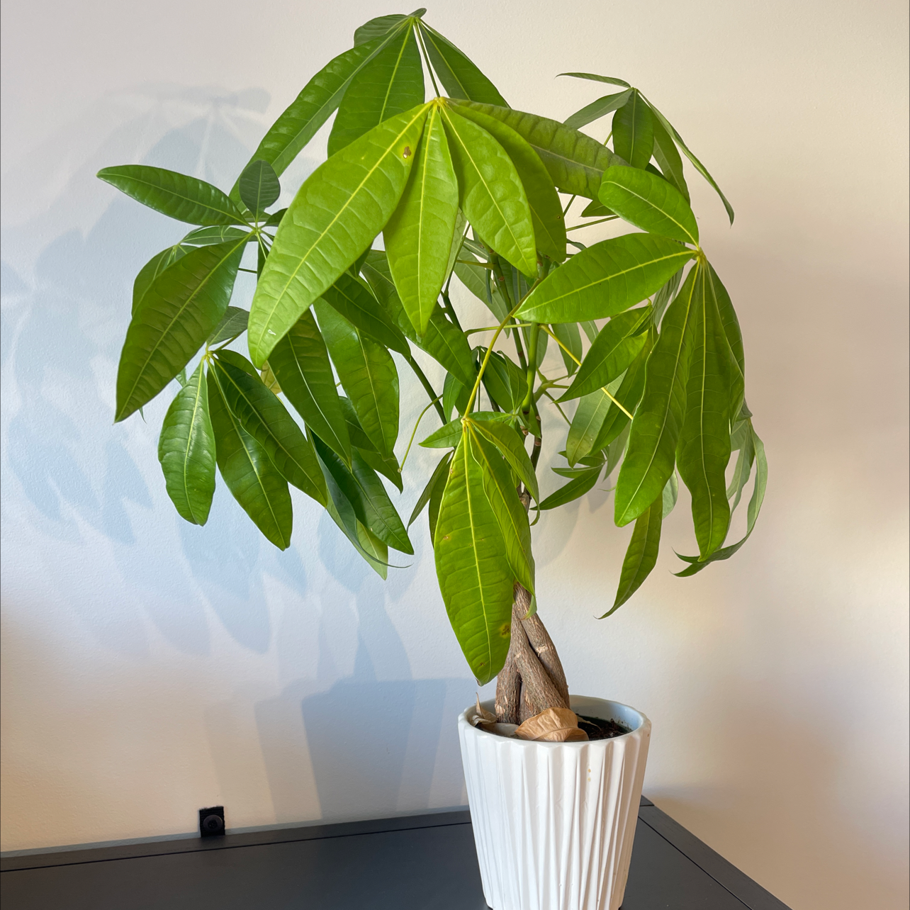Photo of the plant species Money Tree by @Rachiie14 named Monty the Money Tree on Greg, the plant care app